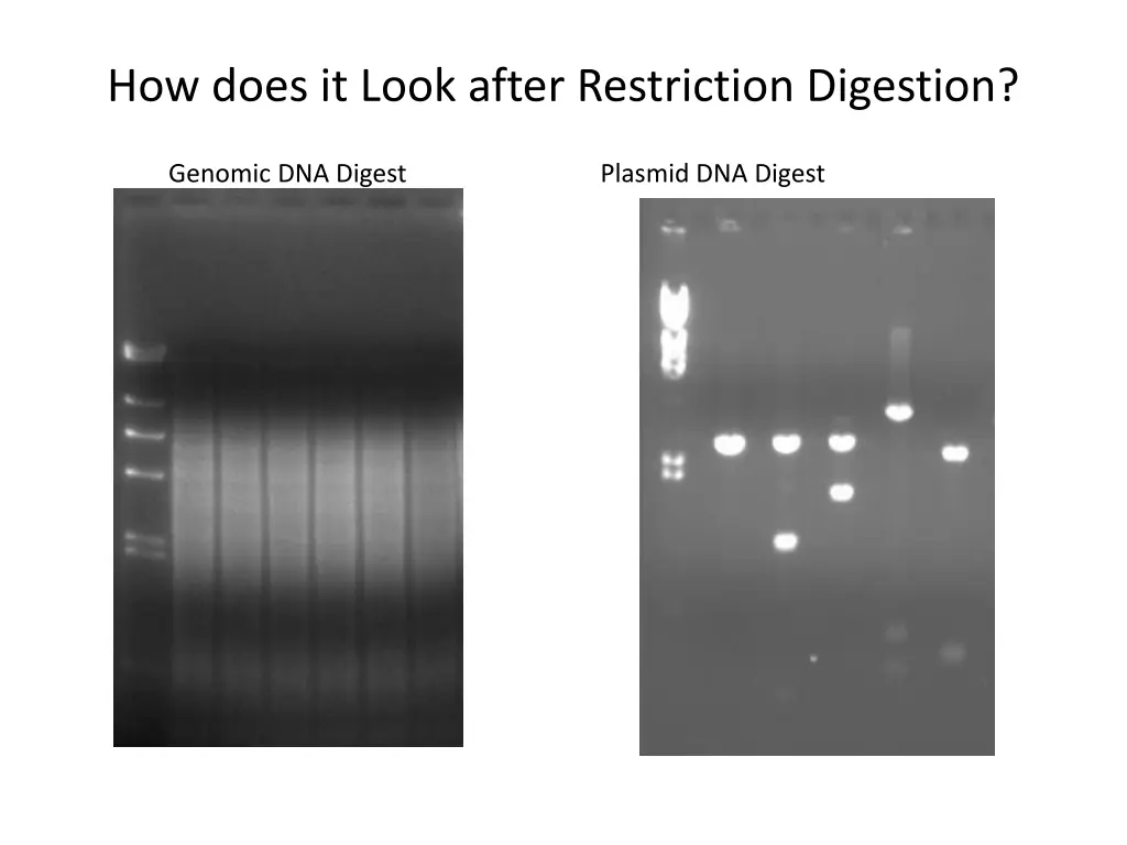 how does it look after restriction digestion