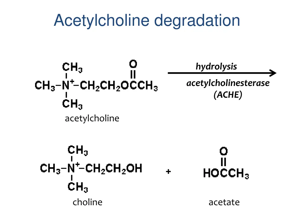 acetylcholine degradation