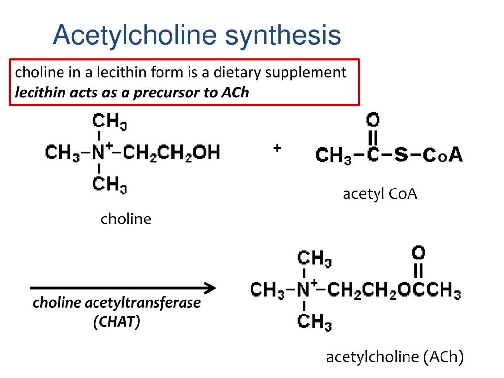 acetylcholine synthesis