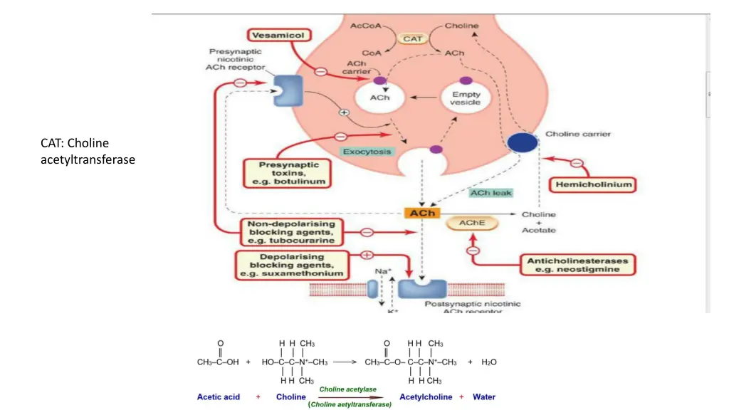 cat choline acetyltransferase