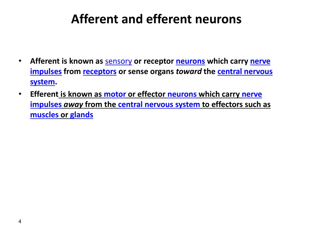 afferent and efferent neurons