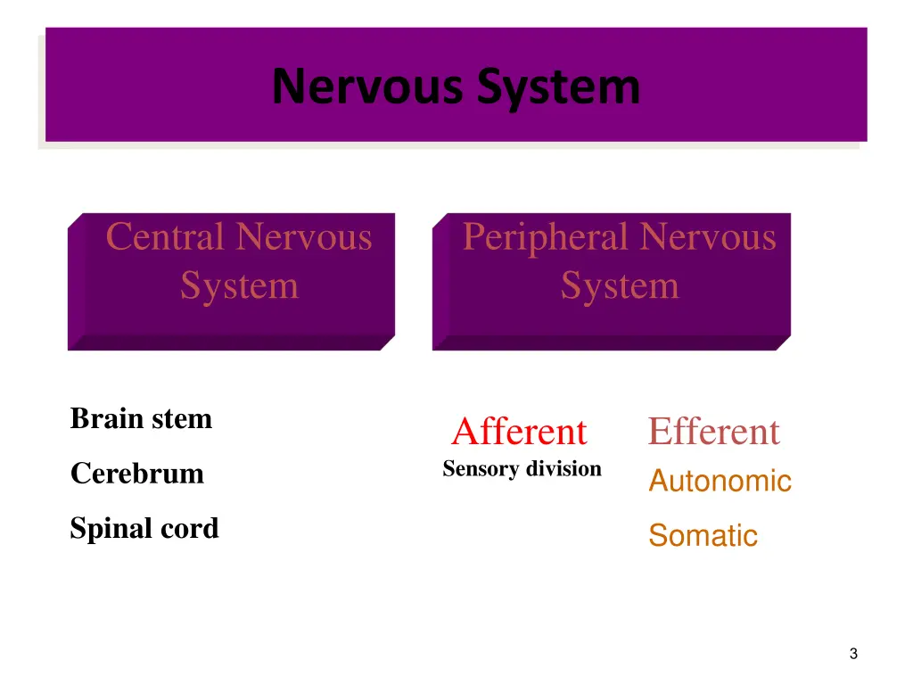 nervous system