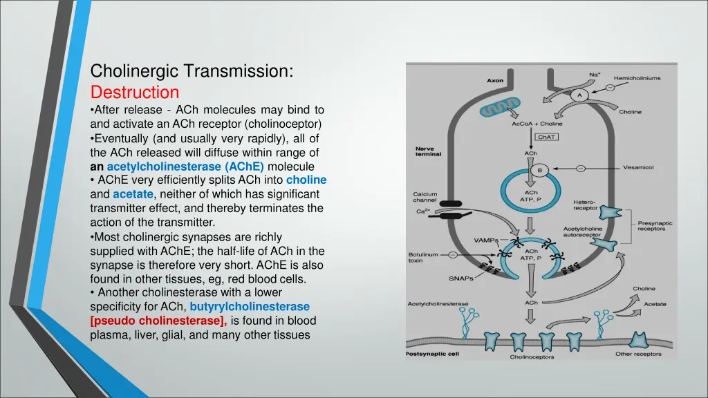 cholinergic transmission destruction after