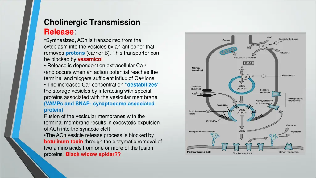 cholinergic transmission release synthesized