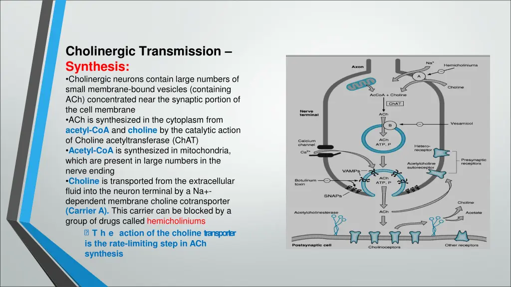 cholinergic transmission synthesis cholinergic