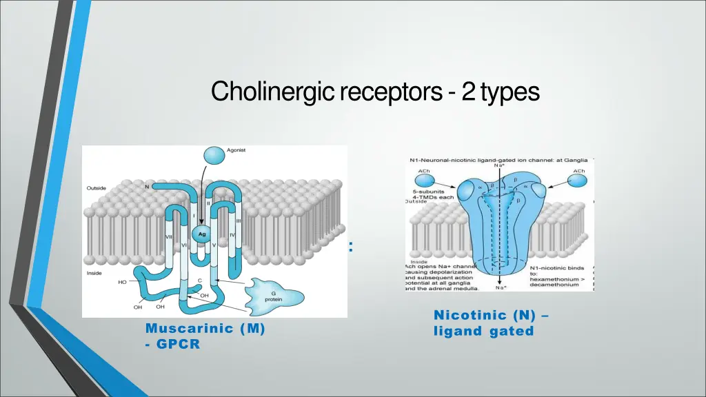 cholinergicreceptors 2types