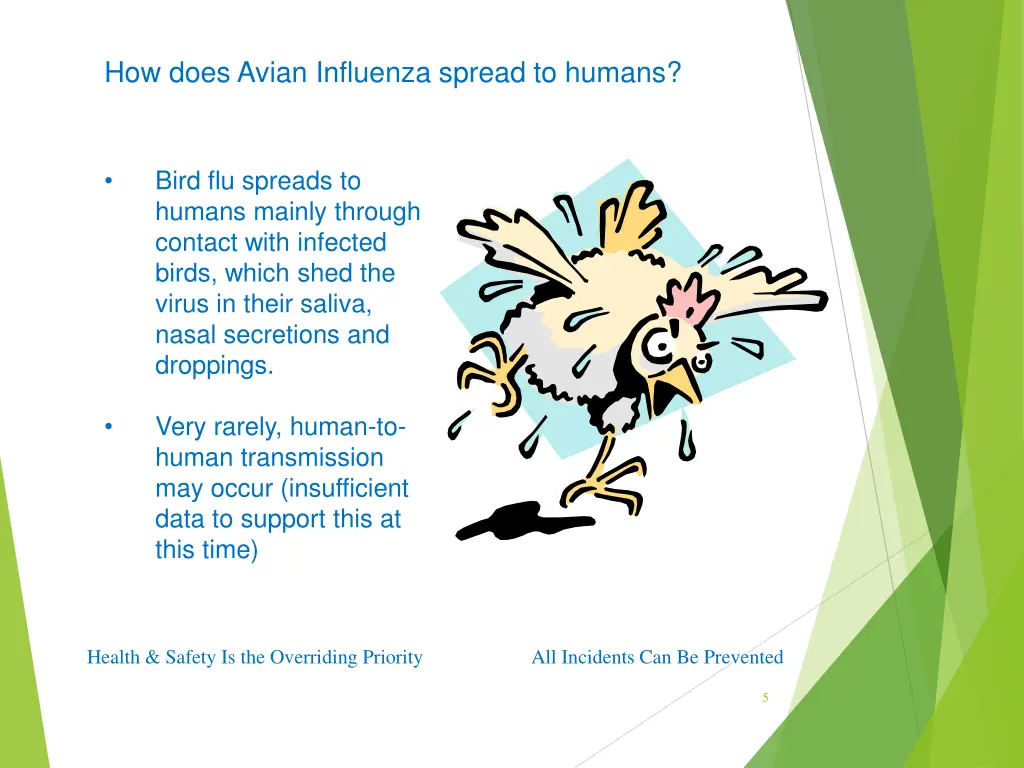 how does avian influenza spread to humans