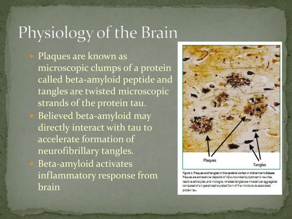 physiology of the brain