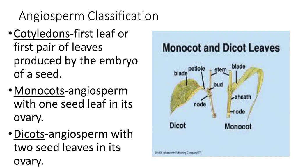 angiosperm classification cotyledons first leaf