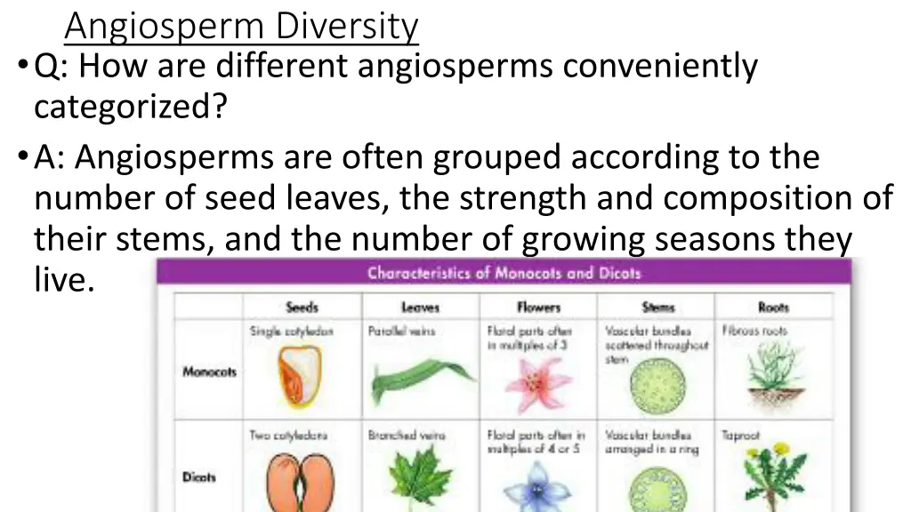 angiosperm diversity q how are different