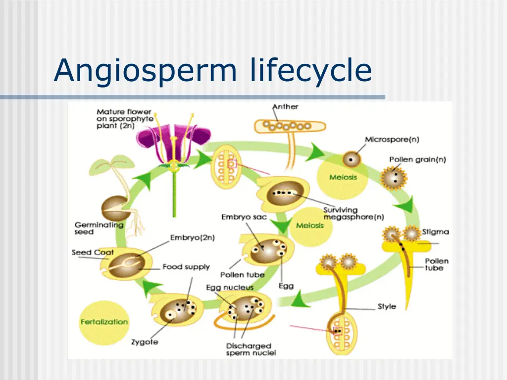 angiosperm lifecycle