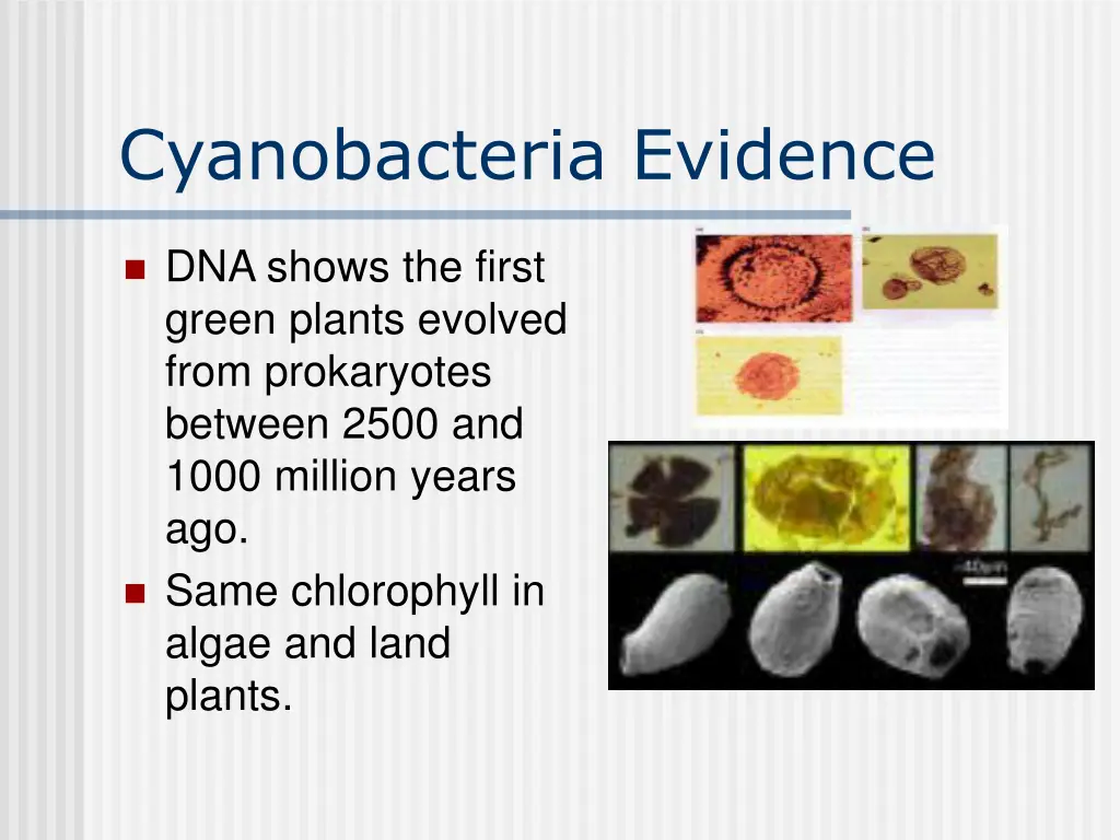 cyanobacteria evidence