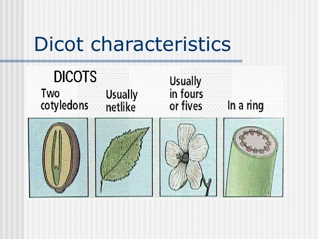 dicot characteristics