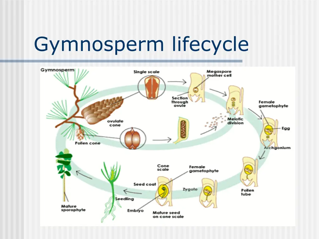 gymnosperm lifecycle