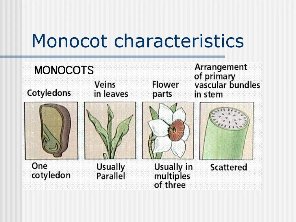 monocot characteristics