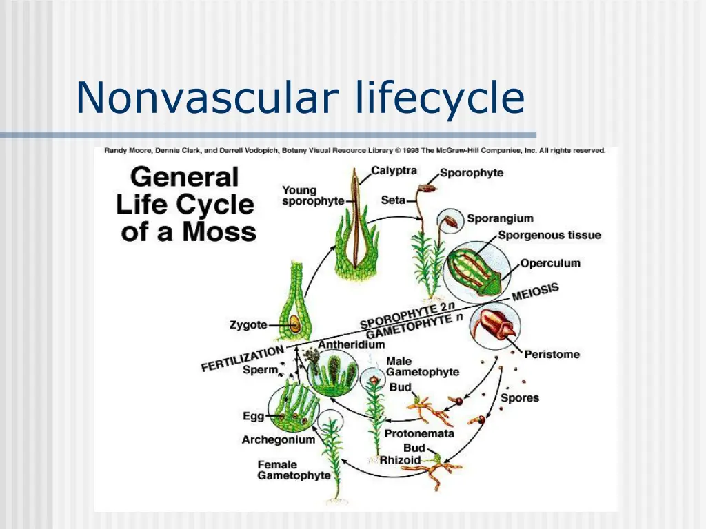 nonvascular lifecycle