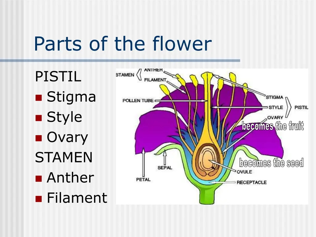 parts of the flower