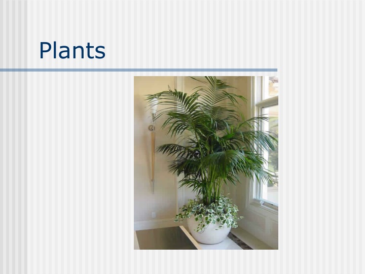 plants