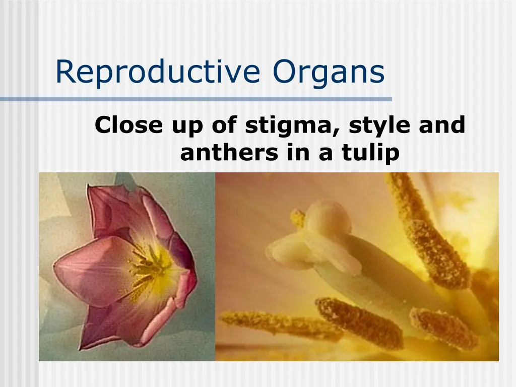 reproductive organs