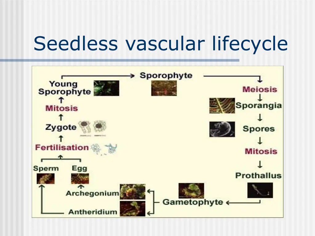 seedless vascular lifecycle