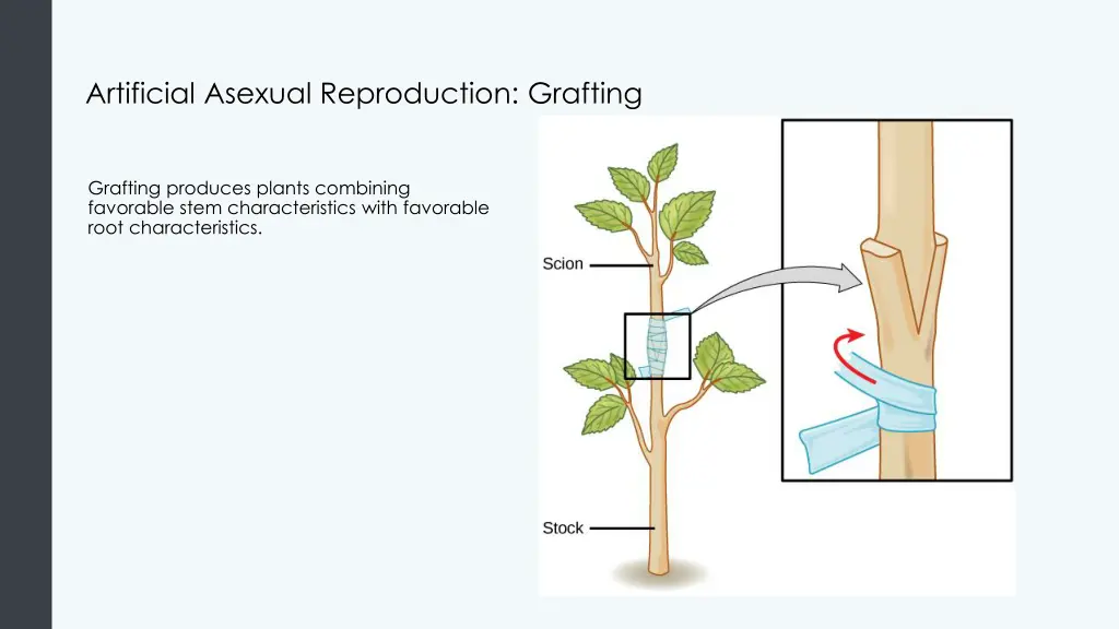 artificial asexual reproduction grafting