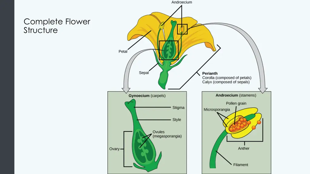 complete flower structure