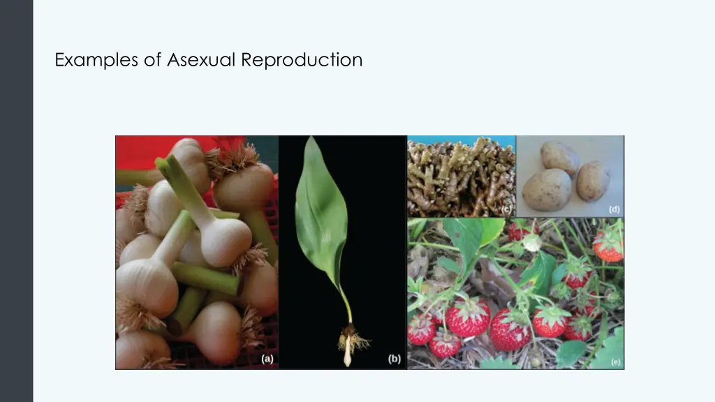 examples of asexual reproduction