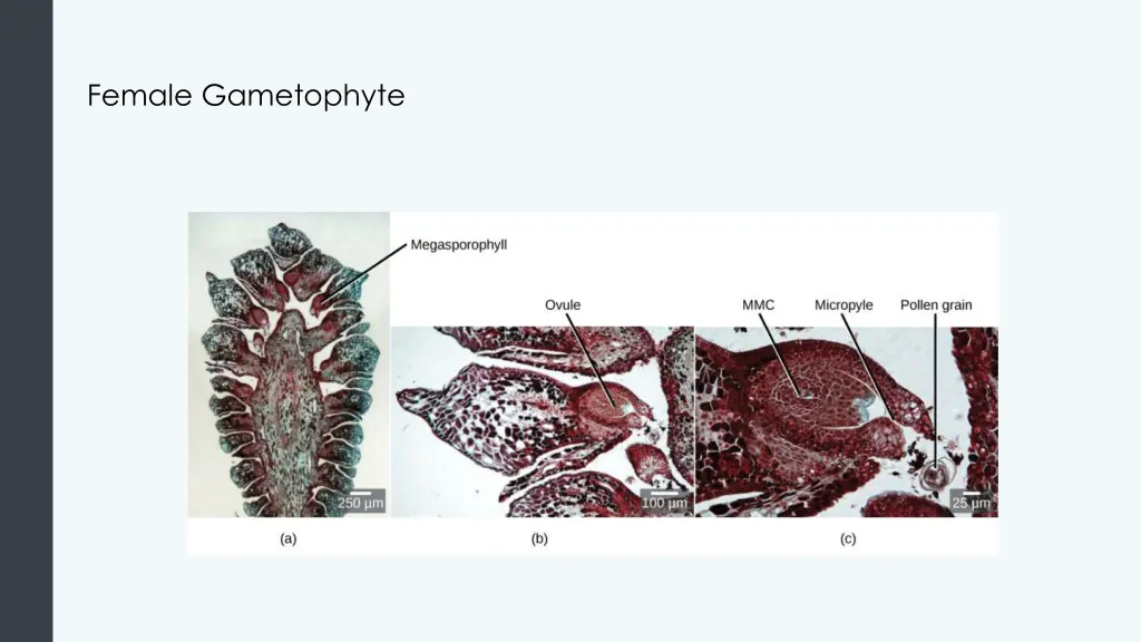 female gametophyte