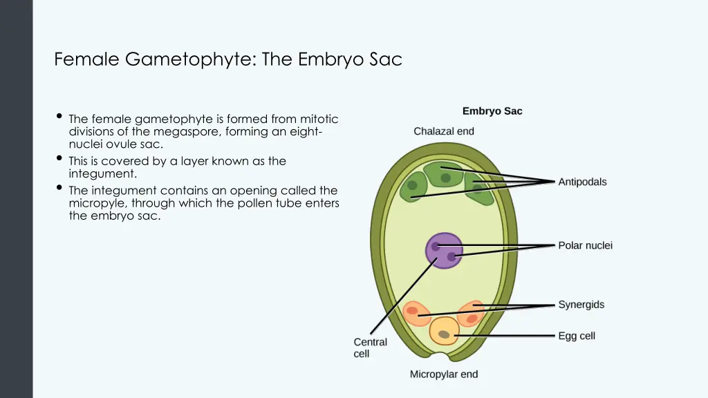 female gametophyte the embryo sac