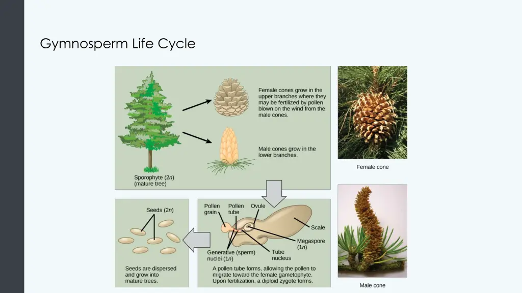 gymnosperm life cycle