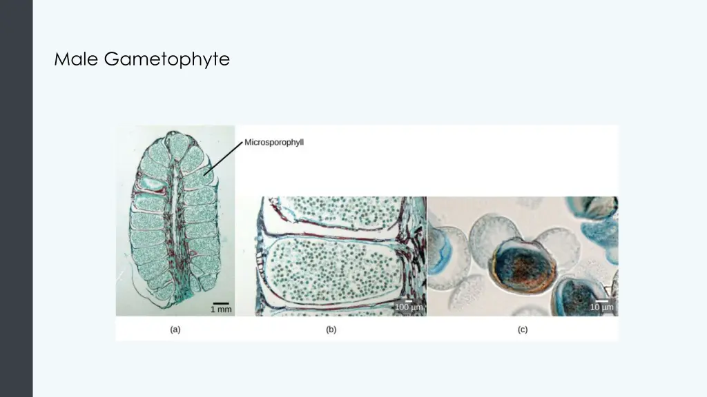 male gametophyte