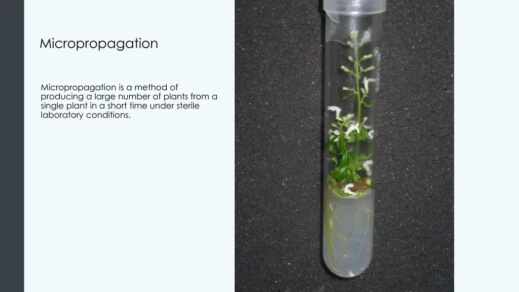 micropropagation