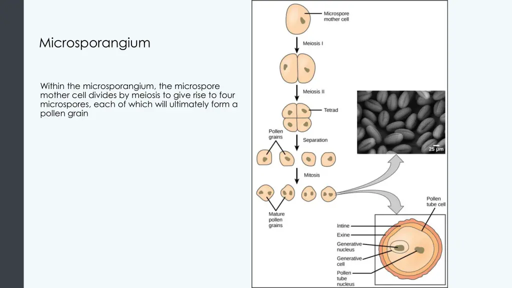 microsporangium