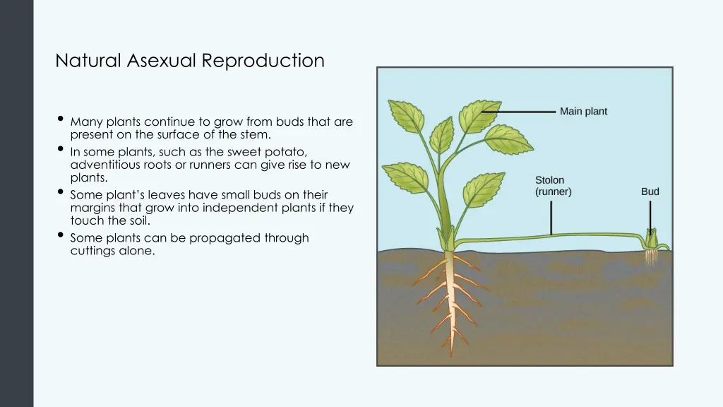 natural asexual reproduction