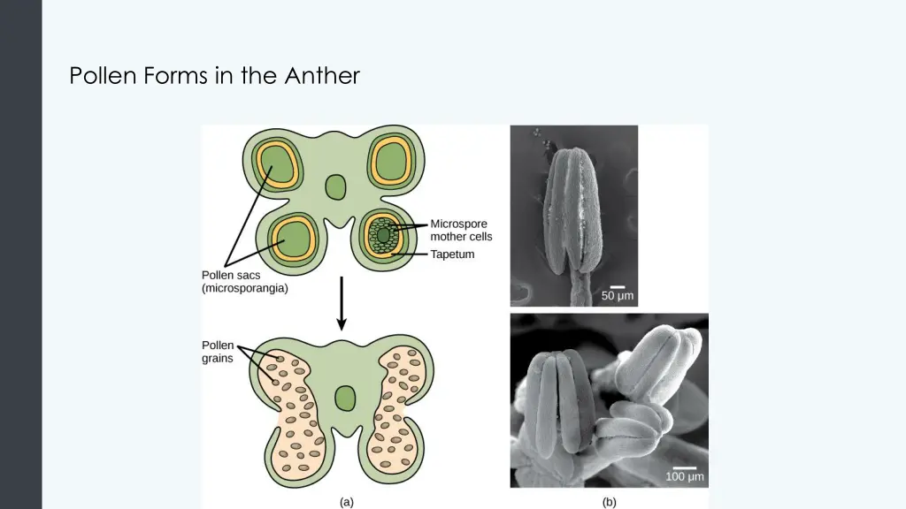 pollen forms in the anther