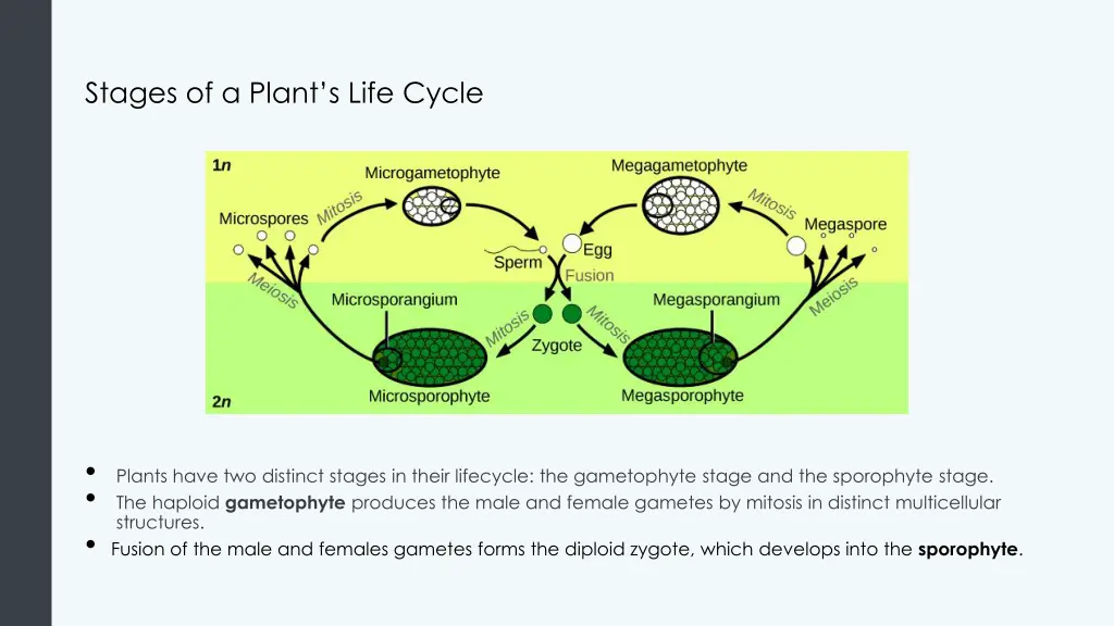 stages of a plant s life cycle