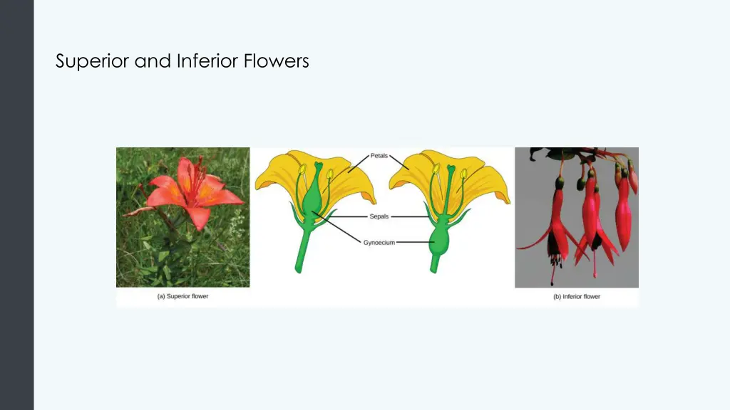 superior and inferior flowers