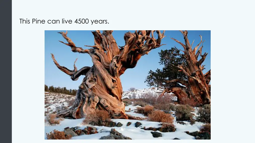 this pine can live 4500 years