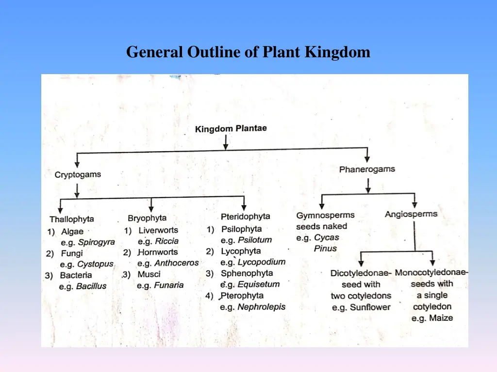 general outline of plant kingdom