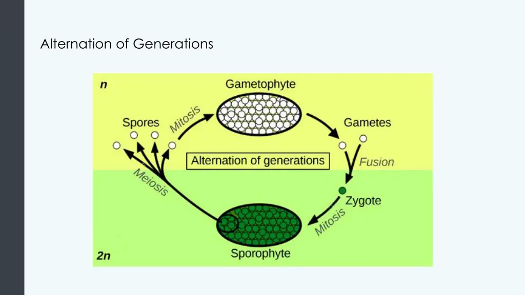 alternation of generations