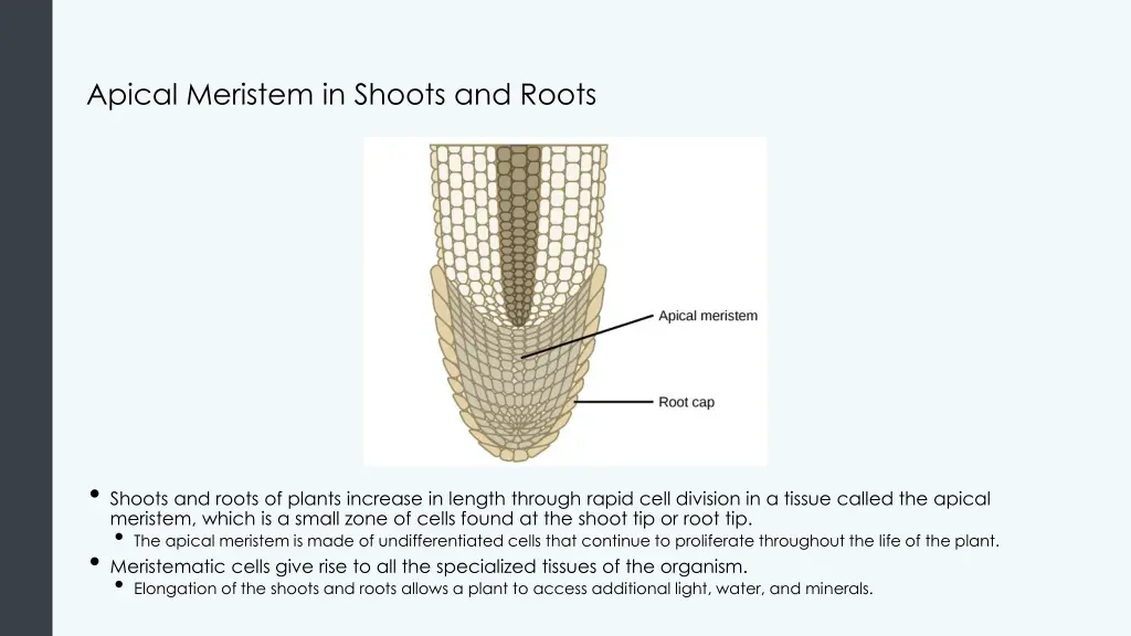 apical meristem in shoots and roots