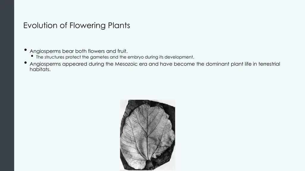 evolution of flowering plants