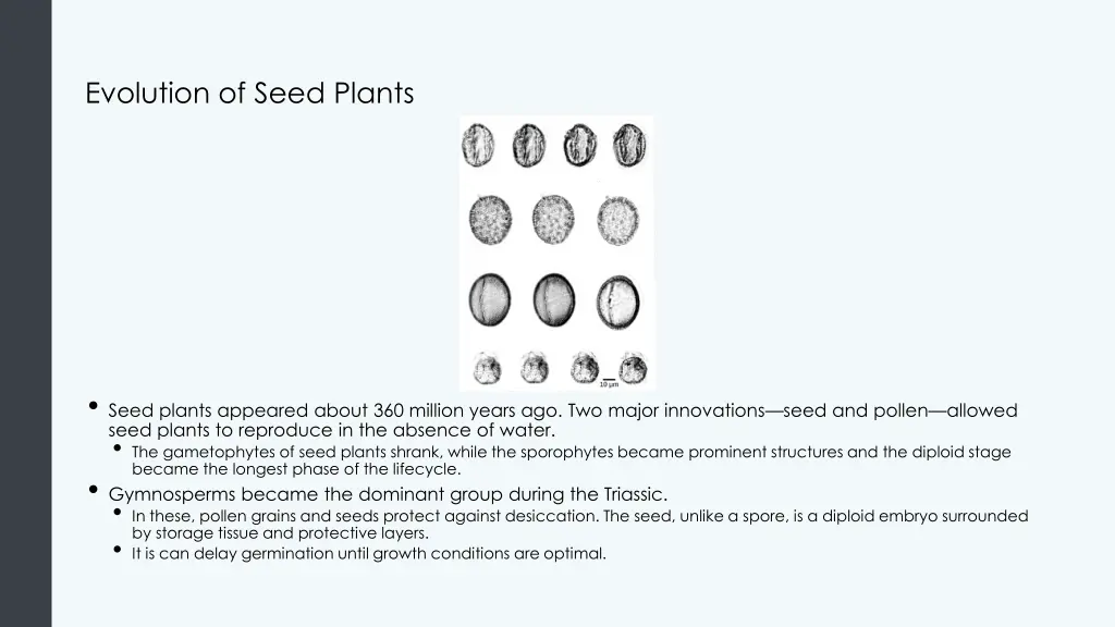 evolution of seed plants