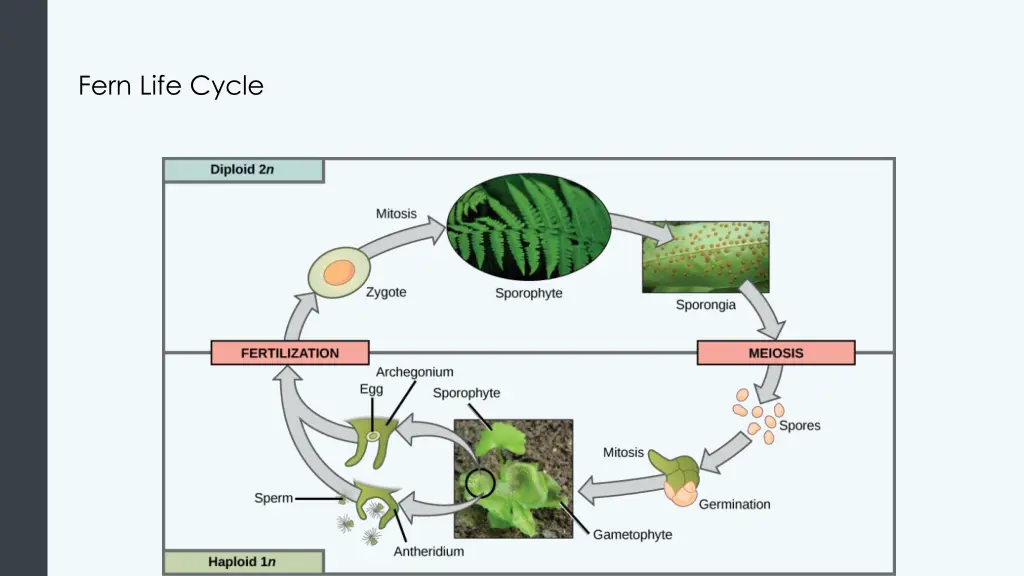 fern life cycle