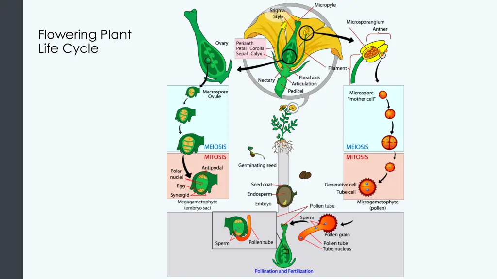 flowering plant life cycle