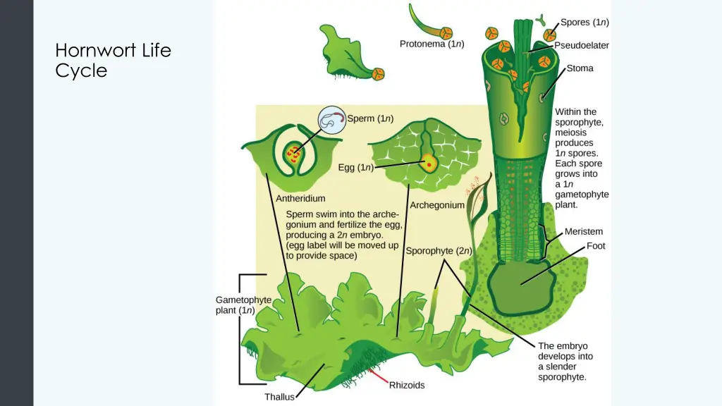 hornwort life cycle