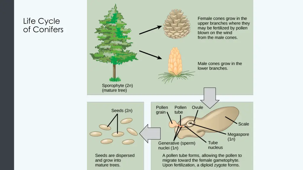 life cycle of conifers