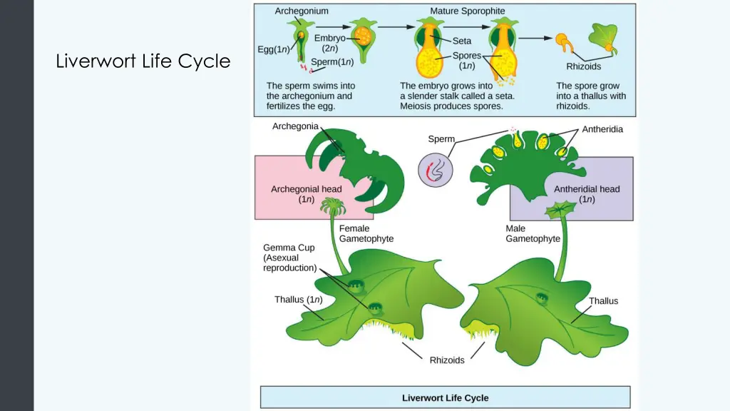 liverwort life cycle