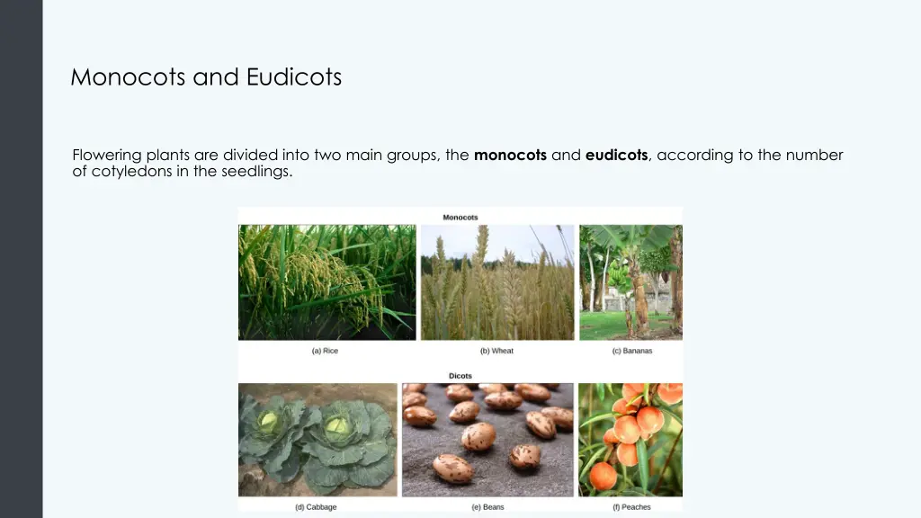 monocots and eudicots