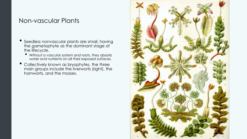 non vascular plants